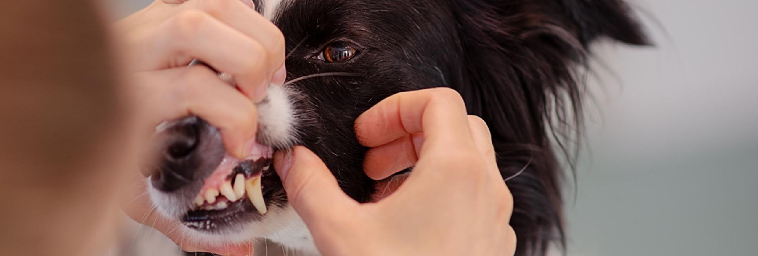 Zahnuntersuchung bei einem Hund